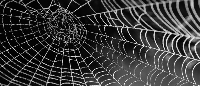 Spider silk presents an attractive biomaterial for nerve and tissue ...