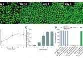 iPSC spheroid formation in the DASbox Mini Bioreactor