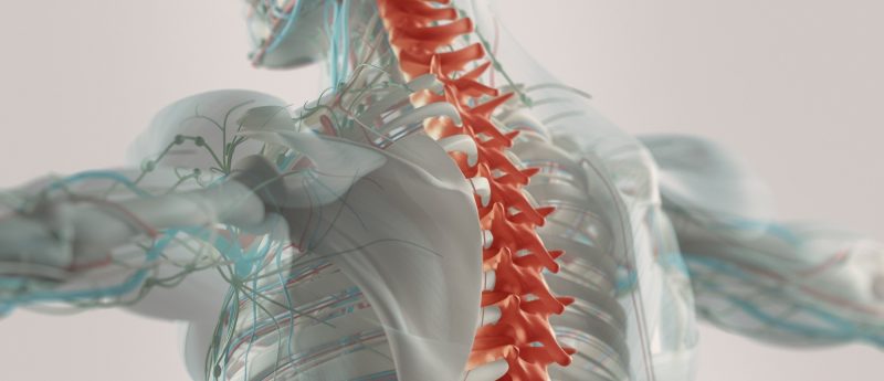 CG image of human skeleton with spine highlighted