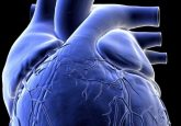 Novel target identified for hypoplastic left heart syndrome therapy