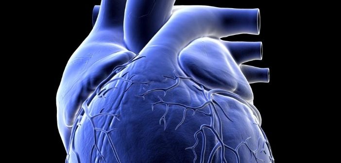 Novel target identified for hypoplastic left heart syndrome therapy