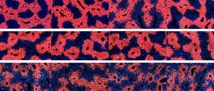gene therapies