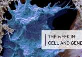 cell therapy