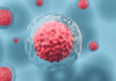 CAR-T cell