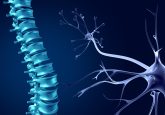spinal regeneration