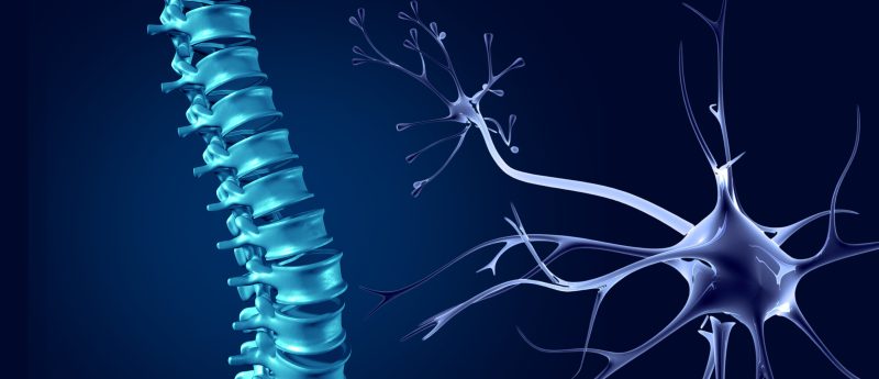 spinal regeneration