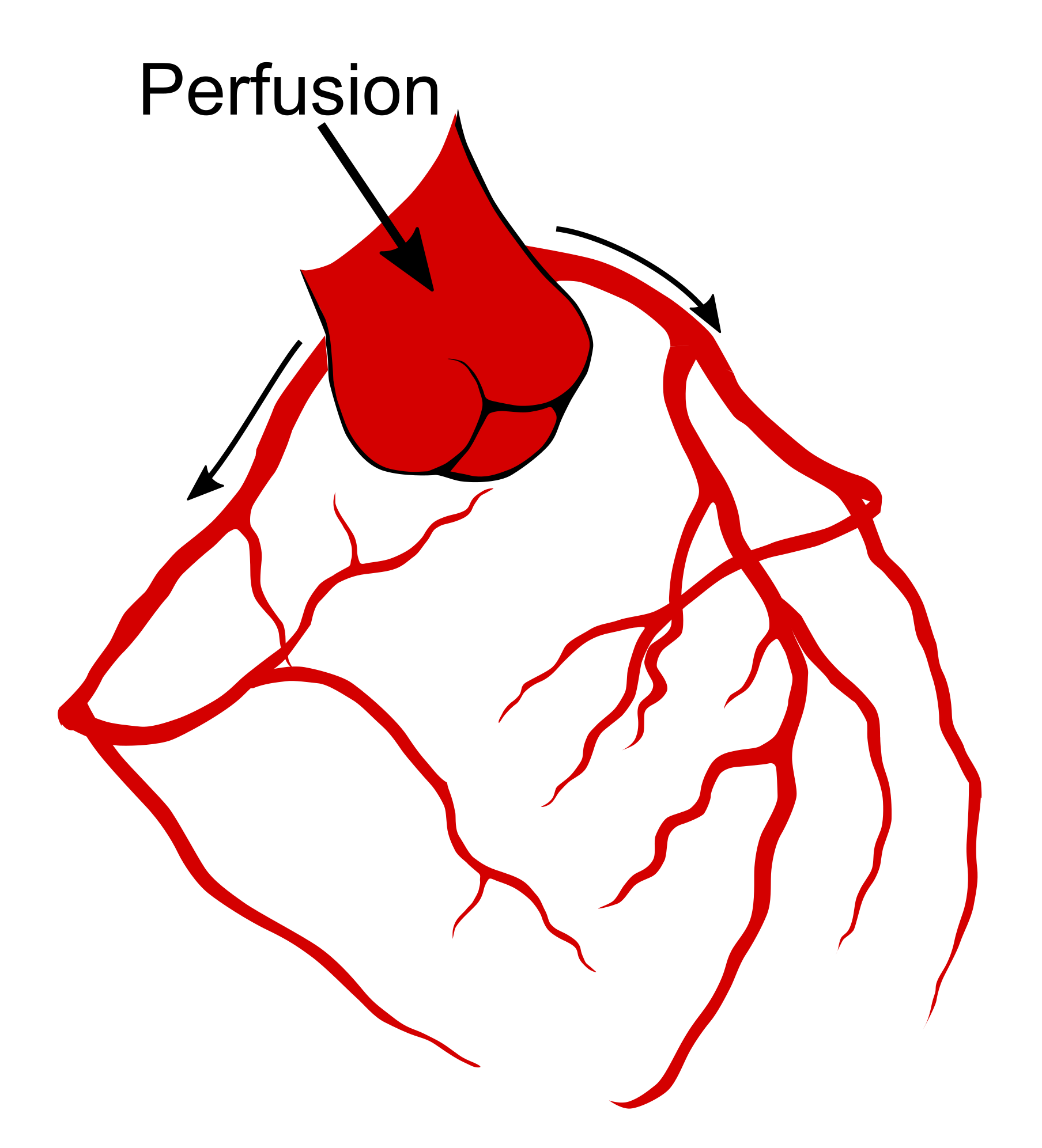 Langendorff perfusion involves retrograde perfusion of the aorta