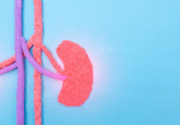 kidney
