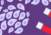 magnetic nanoparticle